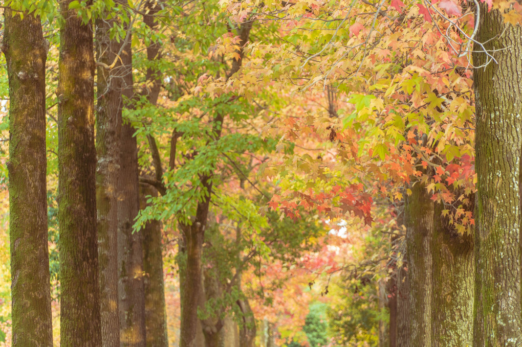 優しい紅葉