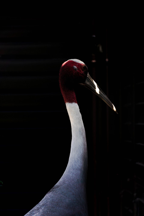 動物園で撮ってみた（意外と怖い目してるよね・・・）