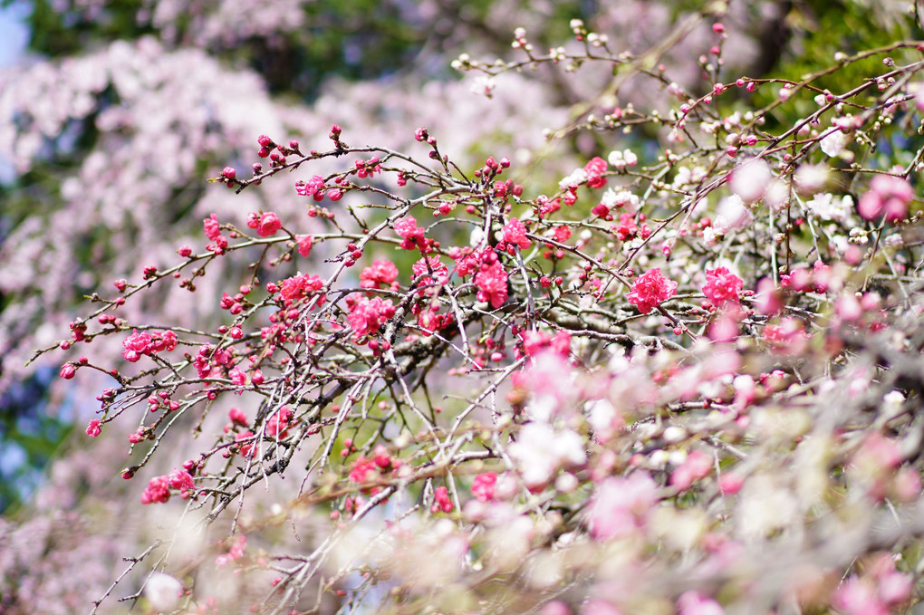 神代植物園の桜