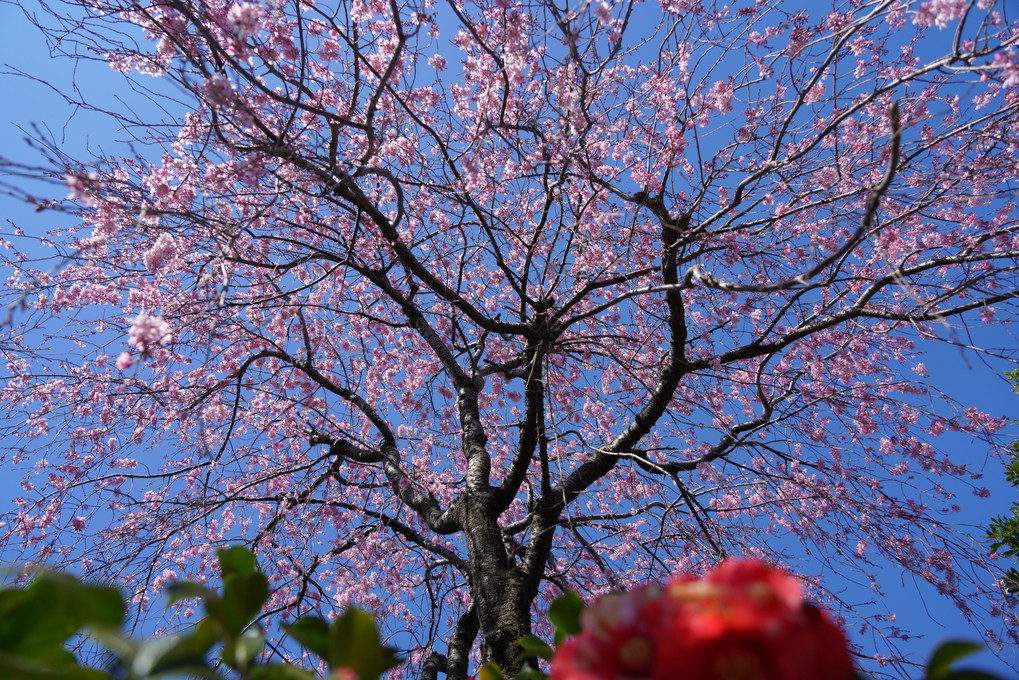青空に映える枝垂れ桜