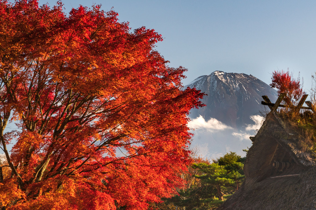 富士五湖の紅葉