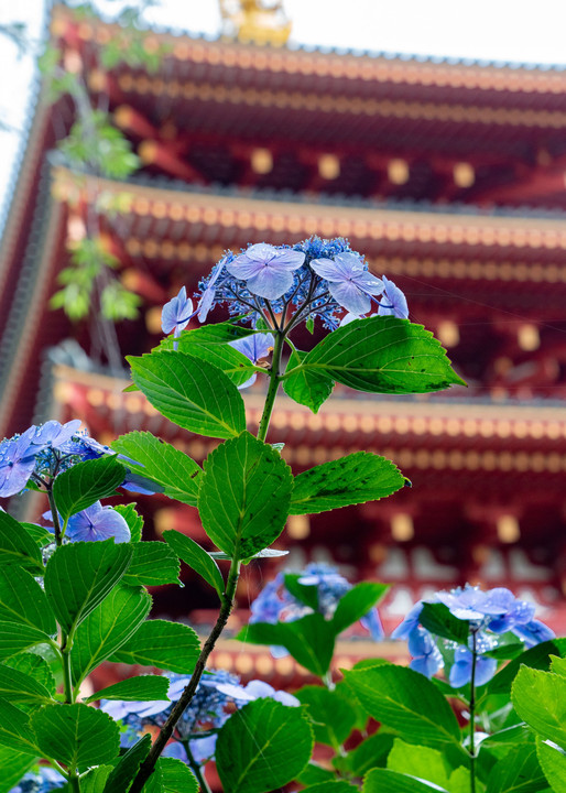 紫陽花を愛でるⅠ