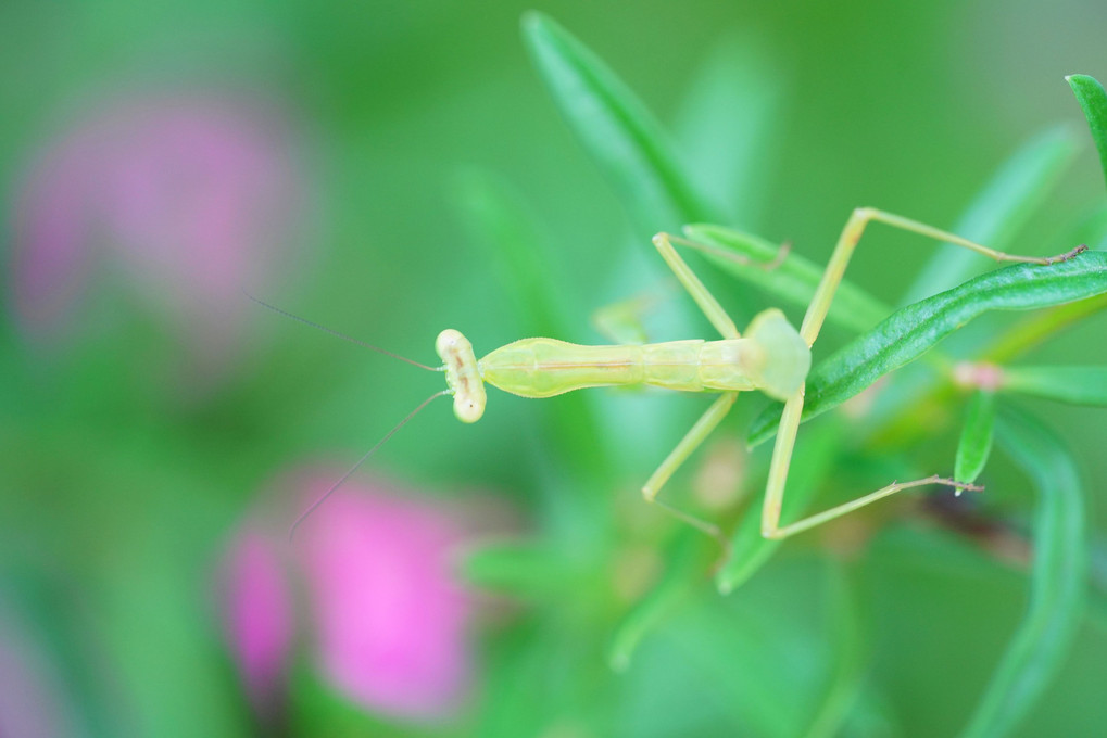 花に寄り添う小さな生き物