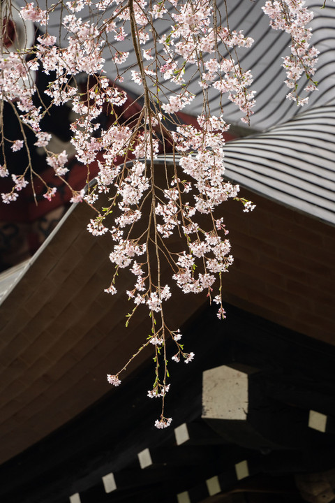 青梅の花寺