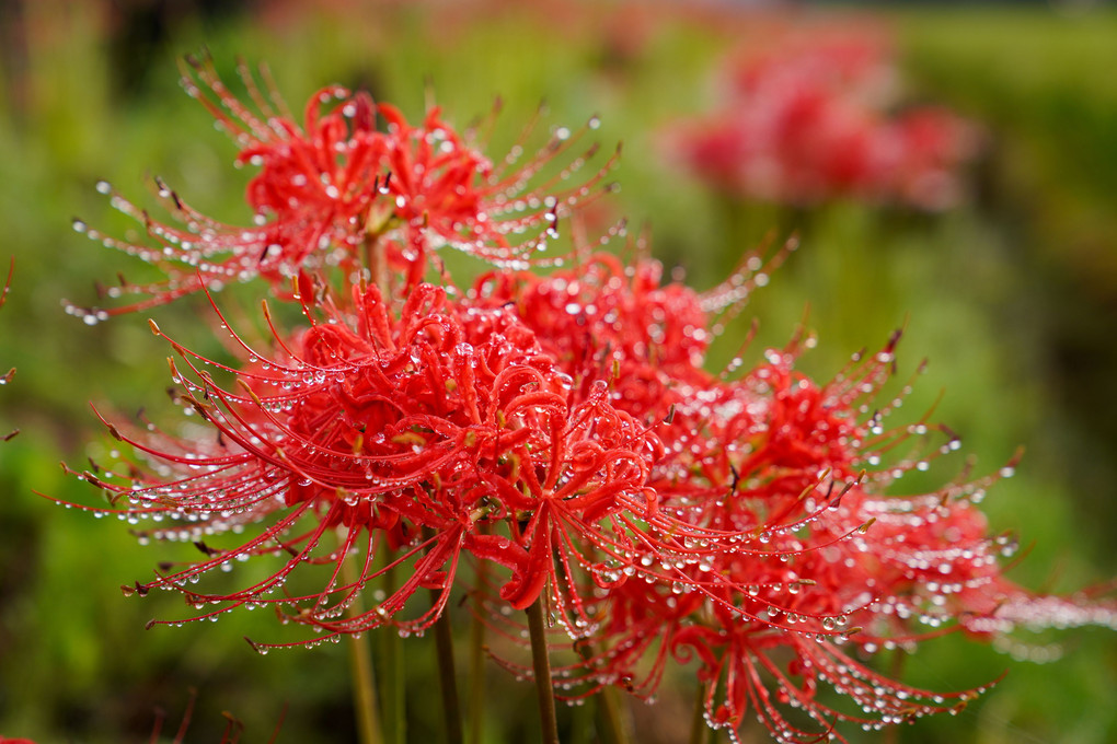 赤い曼殊沙華