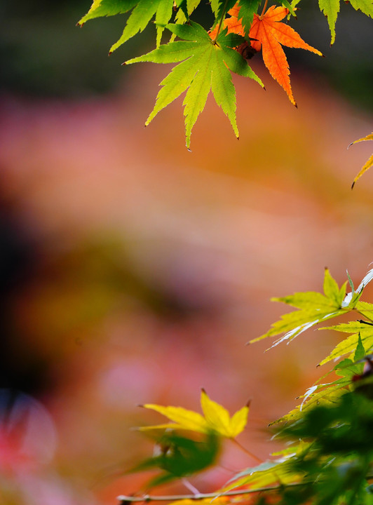 秋を庭園で楽しむ-白金の森編-