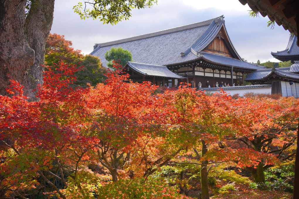 京都の紅葉2020