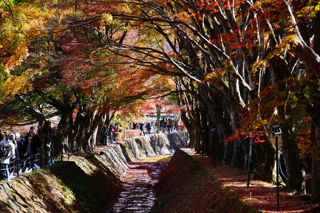 河口湖の紅葉回廊なんですが。。。