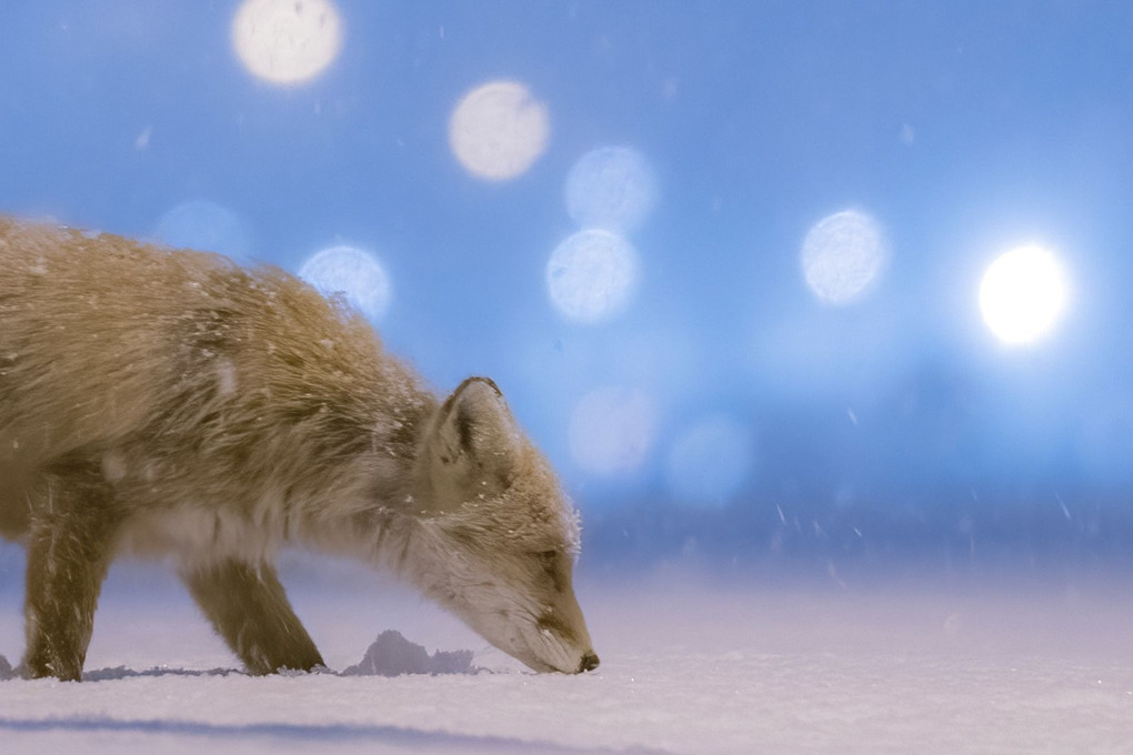 雪の降る夜