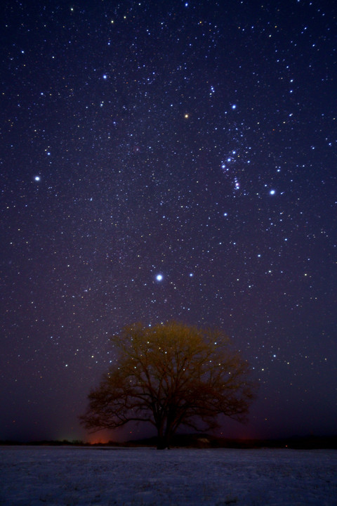 ハルニレの木に輝く星たち