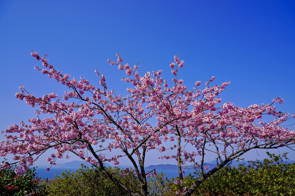青い空と海に桜