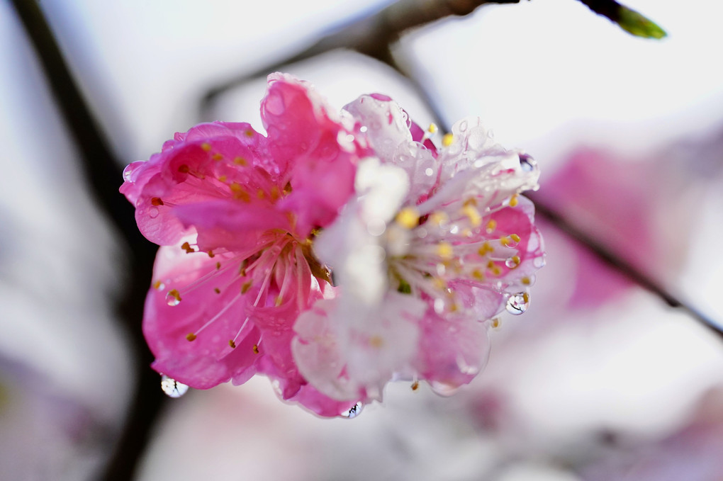 雨間の源平桃