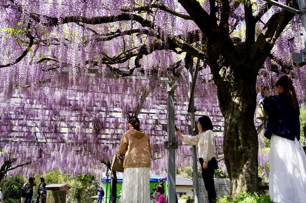 樹齢200年以上「山田の藤」