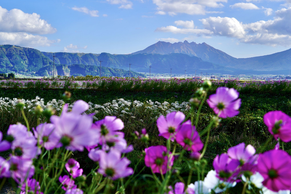 　爽やか秋桜