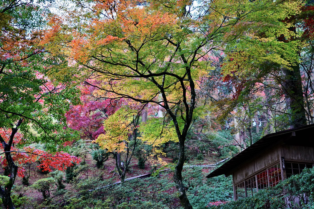 紅葉爛漫