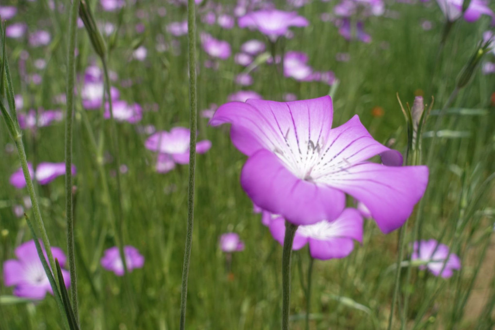 光り輝く花