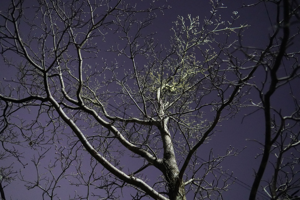 冬の夜桜