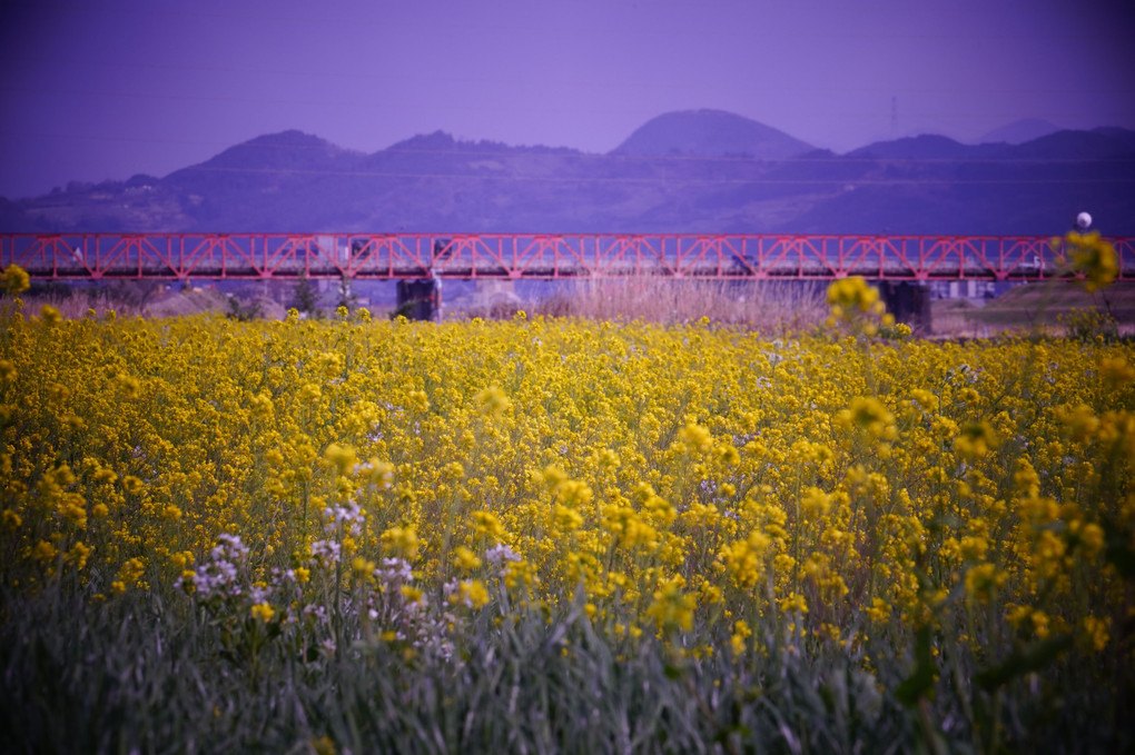菜の花　遠くに赤い橋　＠C川中流域
