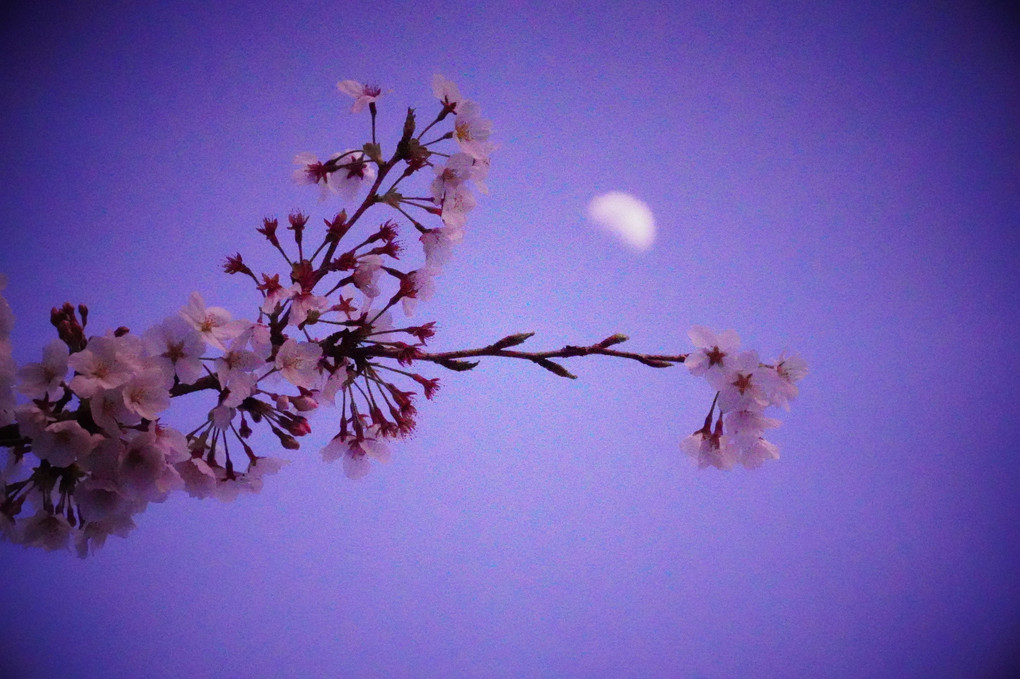 桜、花びら　舞い散る瞬間　＠近所