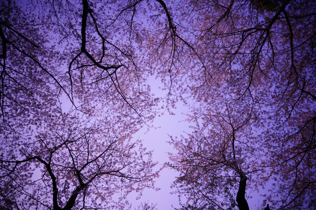 桜の木の下　＠近状の山