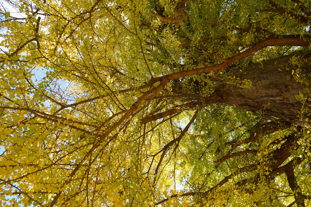 Large ginkgo tree　@ucn