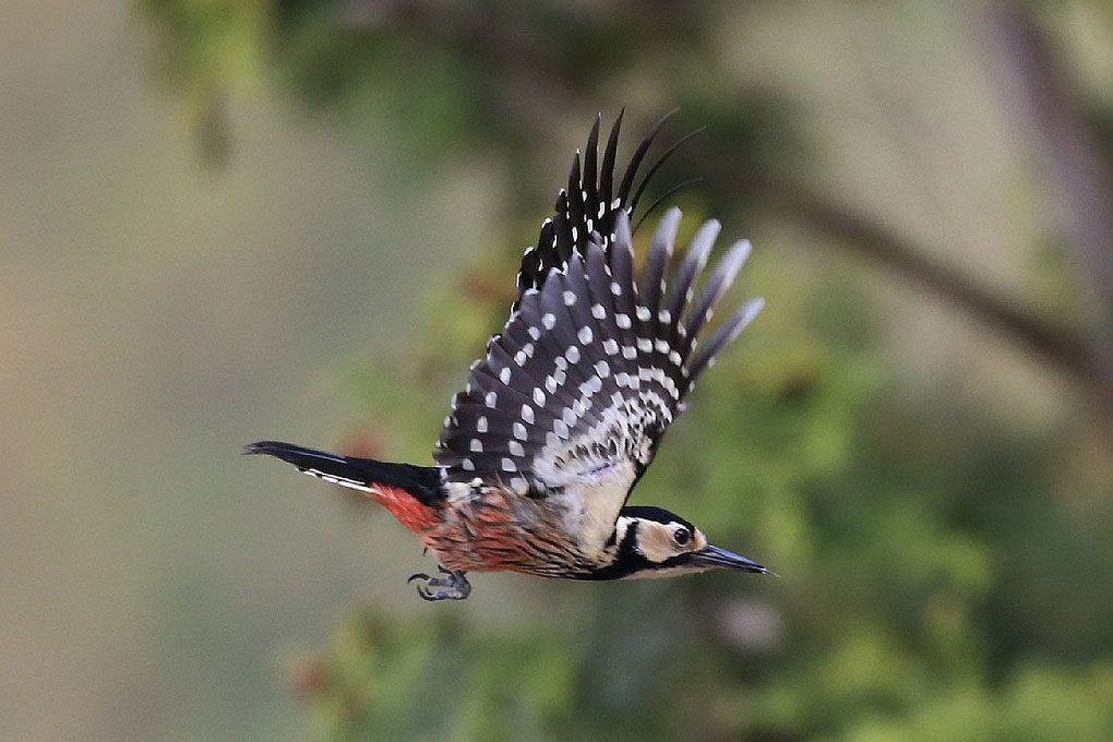 オオアカゲラ　その１