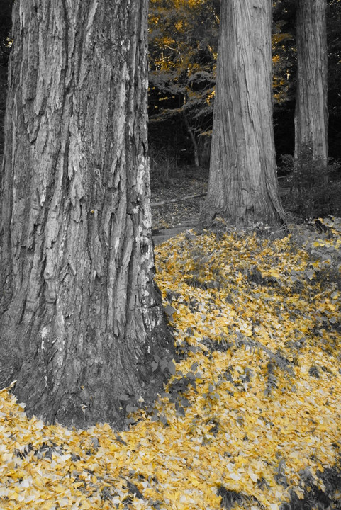 黄色い秋