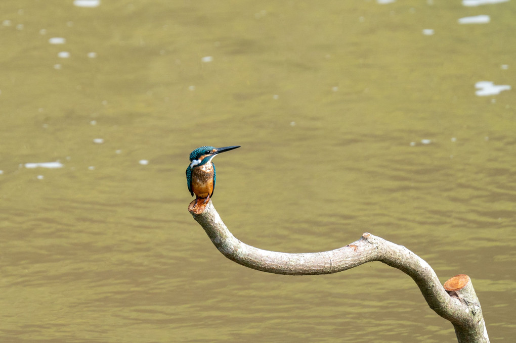 新米のカワセミ