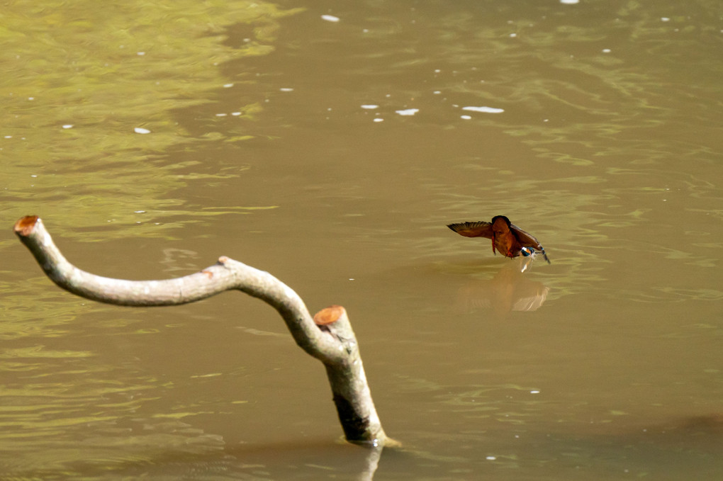 新米のカワセミ