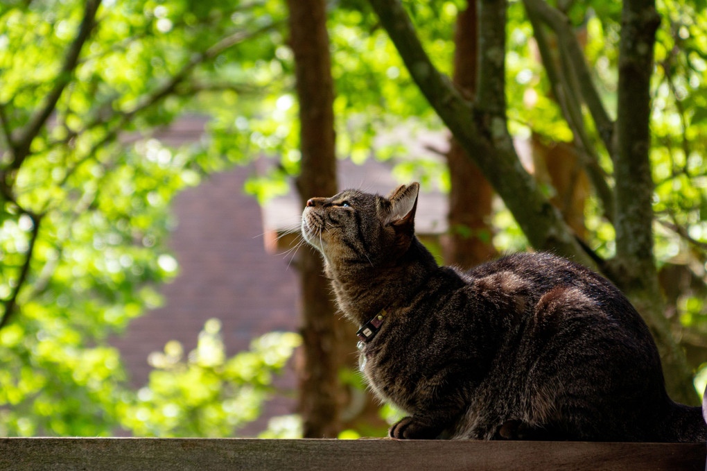 ♪猫の森には帰れない