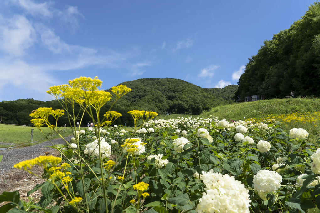 夏のスキー場