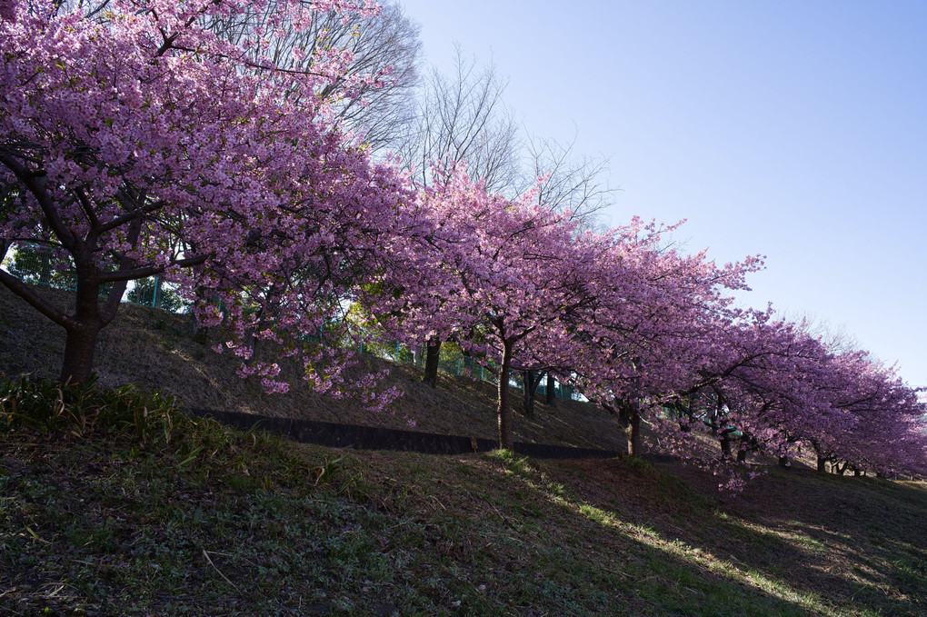 豊田市の河津桜はまだ咲いていました