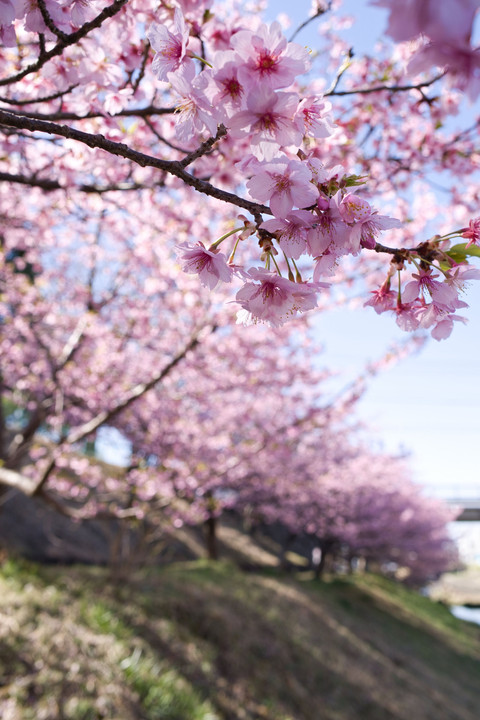 豊田市の河津桜はまだ咲いていました
