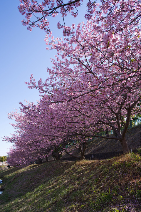 豊田市の河津桜はまだ咲いていました