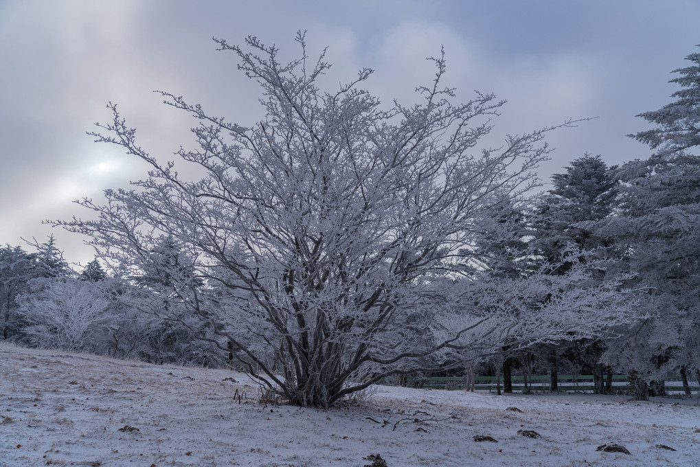 面の木園地の雪景色