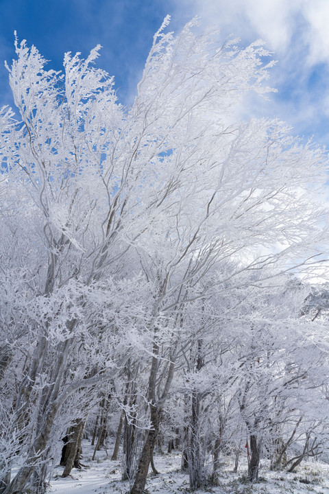 面の木園地の雪景色