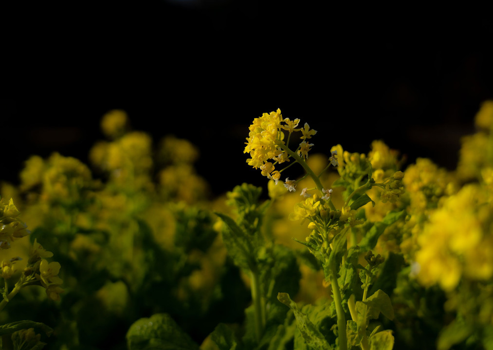 奥殿陣屋の菜の花