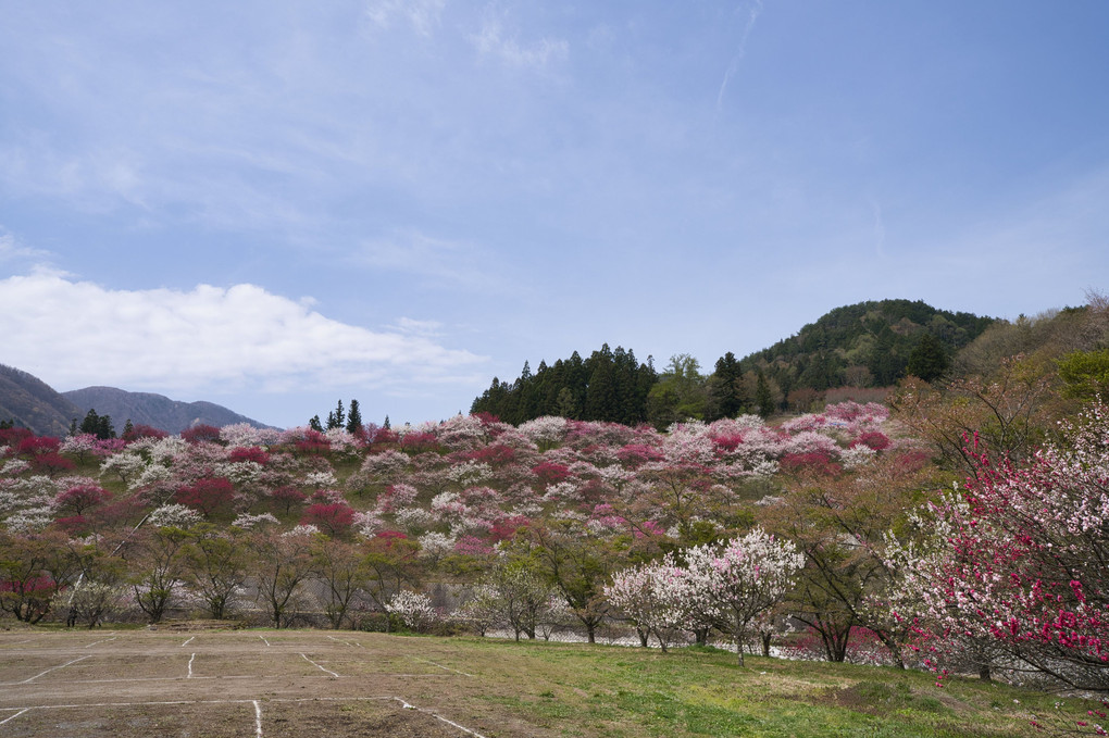 長野県阿智村の花桃の里