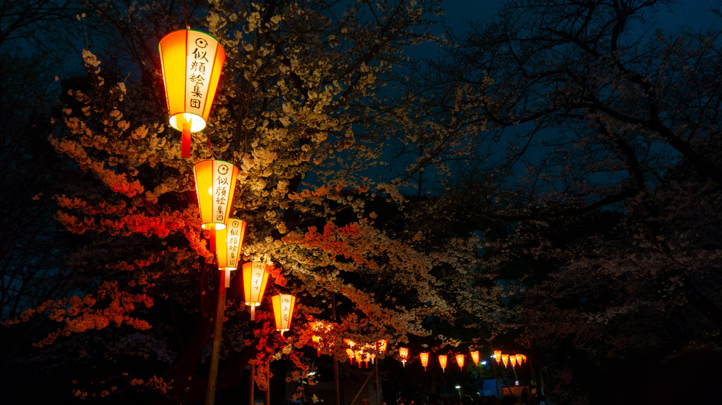 上野公園の夜桜とぼんぼり