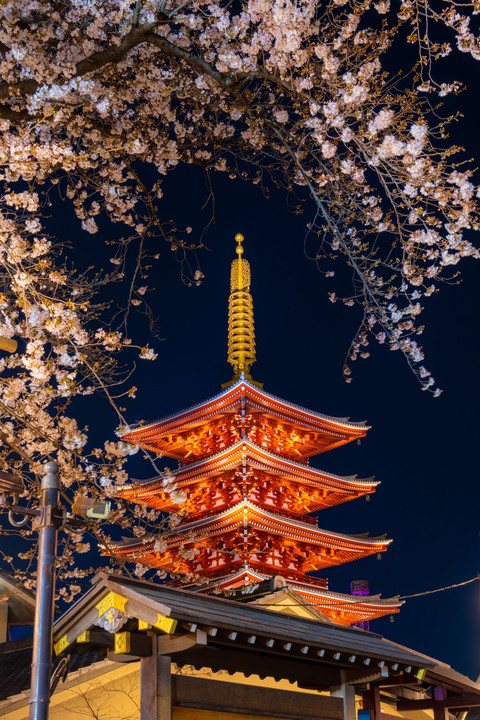夜桜と浅草寺