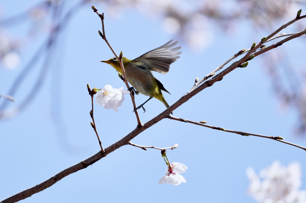 春の饗宴