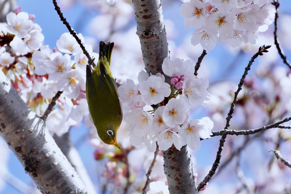 春の饗宴