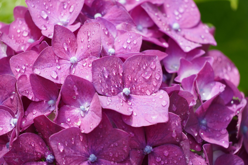 ウチの紫陽花