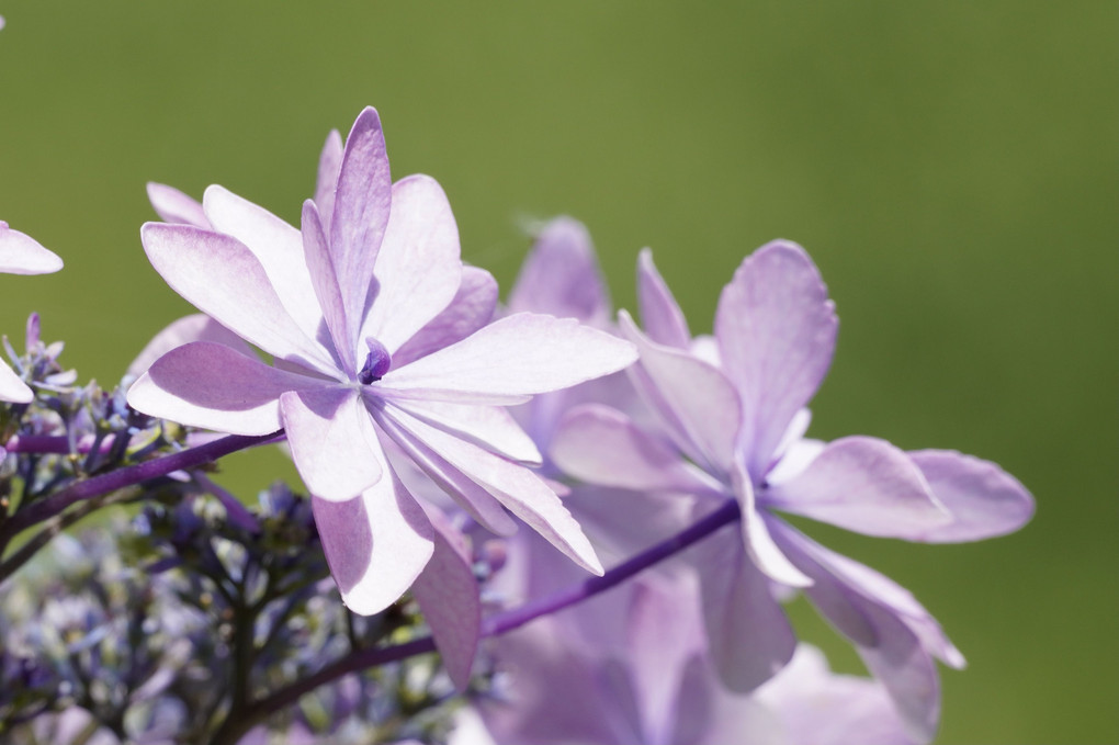 眩しそうな紫陽花