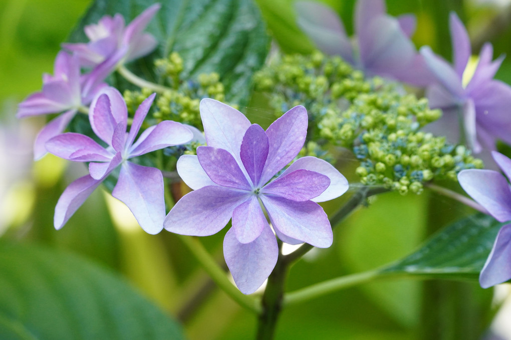 眩しそうな紫陽花