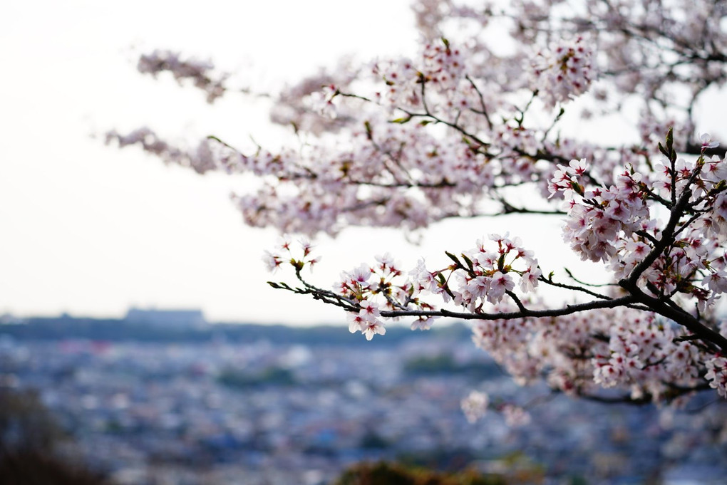 街並み桜