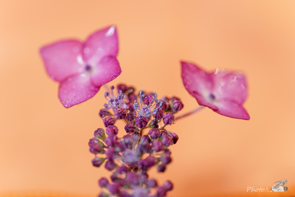 庭の紫陽花と水遊び（自宅時間）