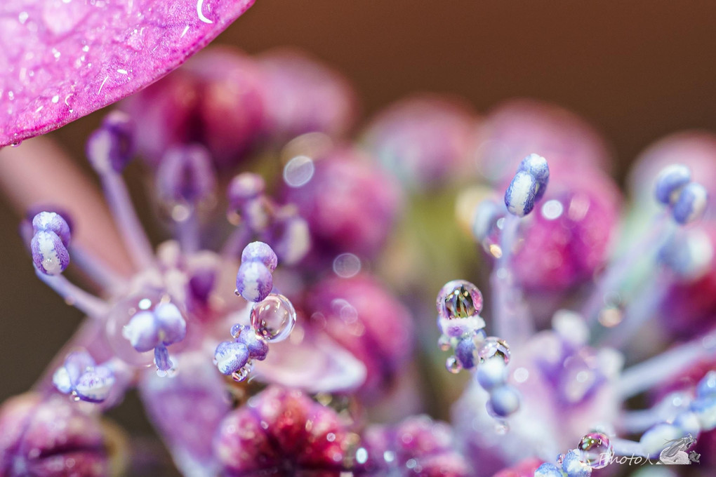 庭の紫陽花と水遊び（自宅時間）