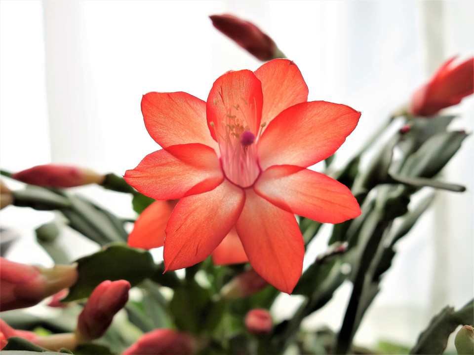 　シャコバの花　花言葉：一時の美　