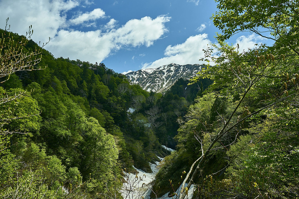 山の初夏